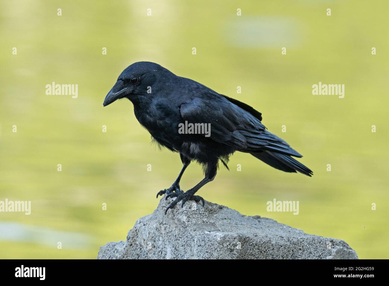 Fish Crow, (Corvus ossifragus) , Vogel am Ufer des Lake Ontario, Kanada Stockfoto