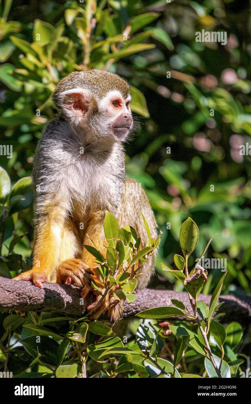 Eichhörnchen Affen sitzen in einem Ast, in der Sonne, Blick in die Ferne, umgeben von Grün in der Sonne mit verschwommenem Hintergrund. Stockfoto