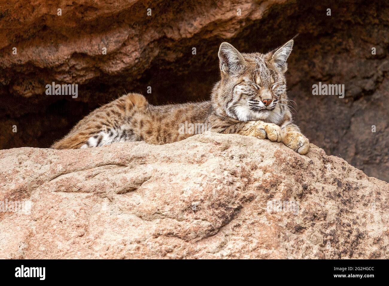 Bobcat schläft im Schatten Closeup. American Bobcat schläft im Schatten am Eingang einer Höhle. Stockfoto