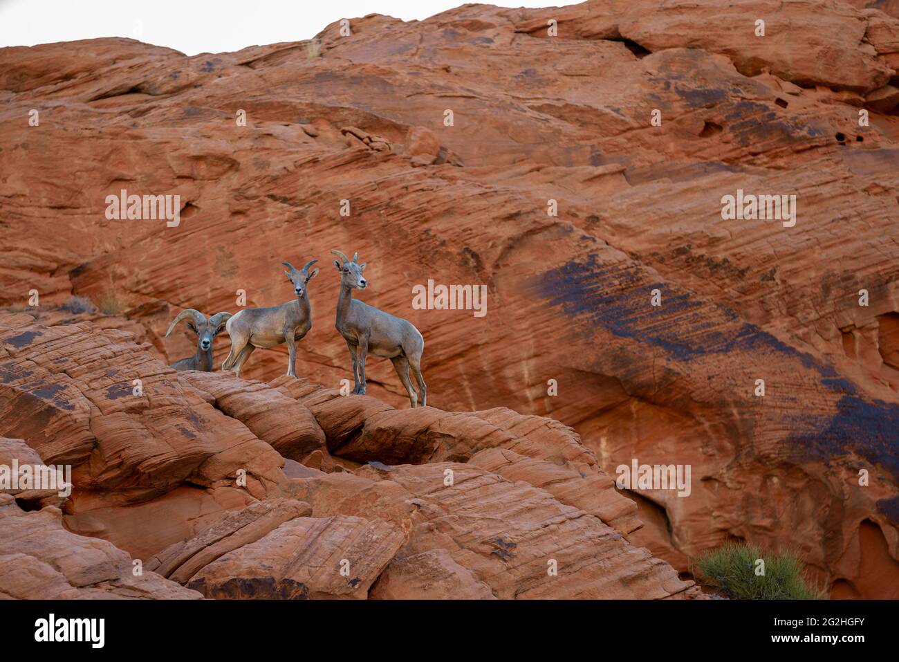 Drei Dickhornschafe aus der Wüste (Ovis canadensis nelsoni) auf den Felsen im Valley of Fire State Park, Nevada, USA Stockfoto