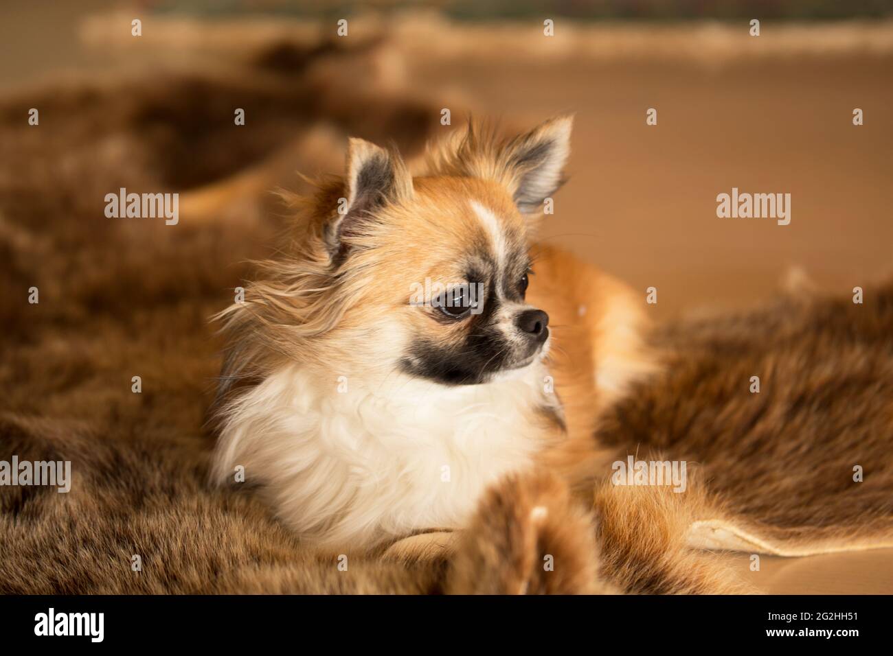 Chihuahua Mit Langen Haaren In Den Ohren Stockfotos und -bilder Kaufen -  Alamy