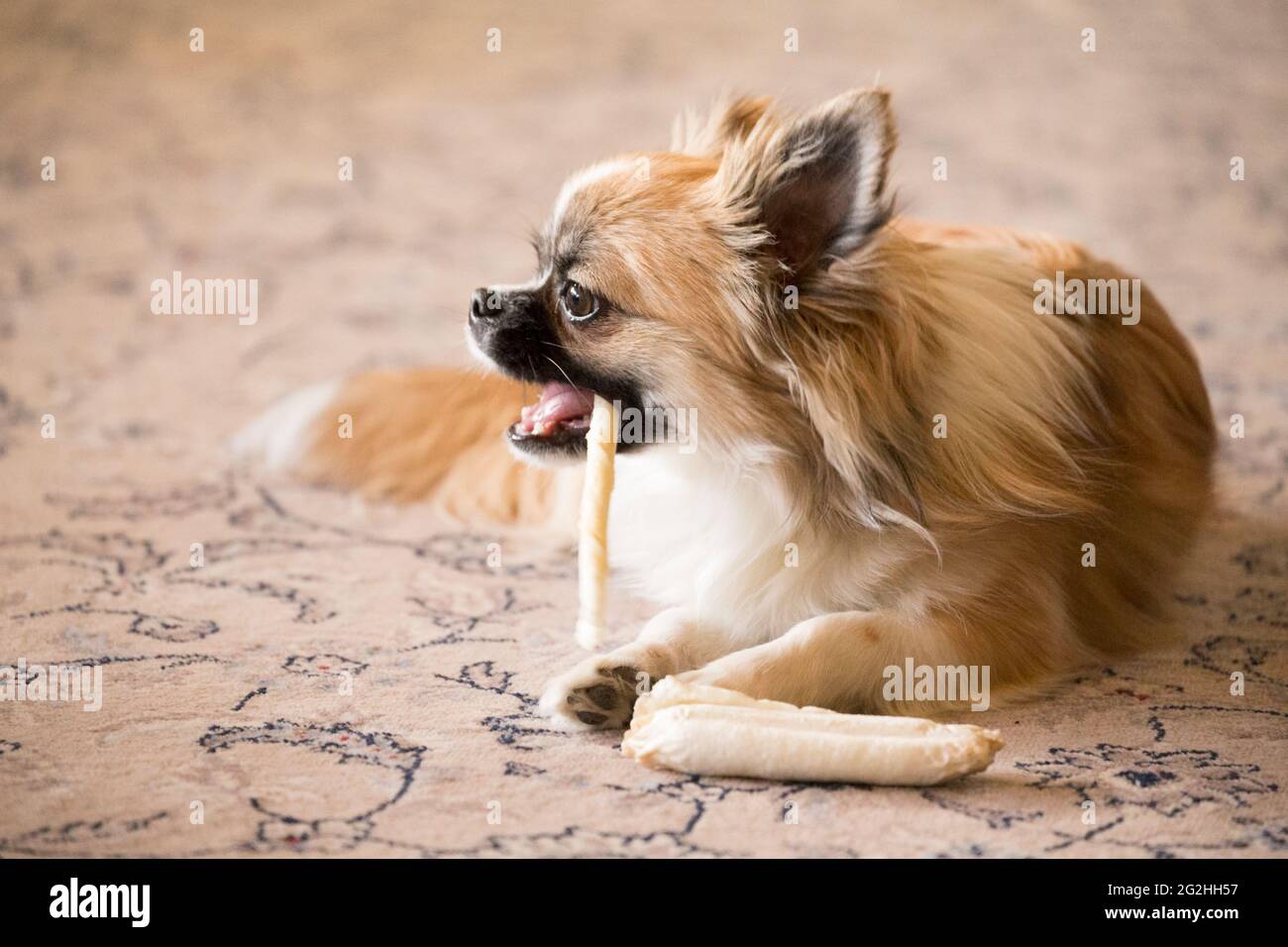 Langhaariger chihuahua, junger Hund, der einen Knochen auf dem Boden kaut Stockfoto