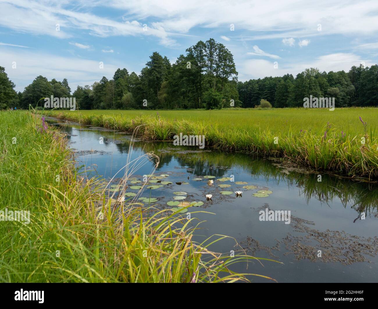 Kanal, Wiese, Innerer Spreewald, Biosphärenreservat, Brandenburg, Deutschland Stockfoto