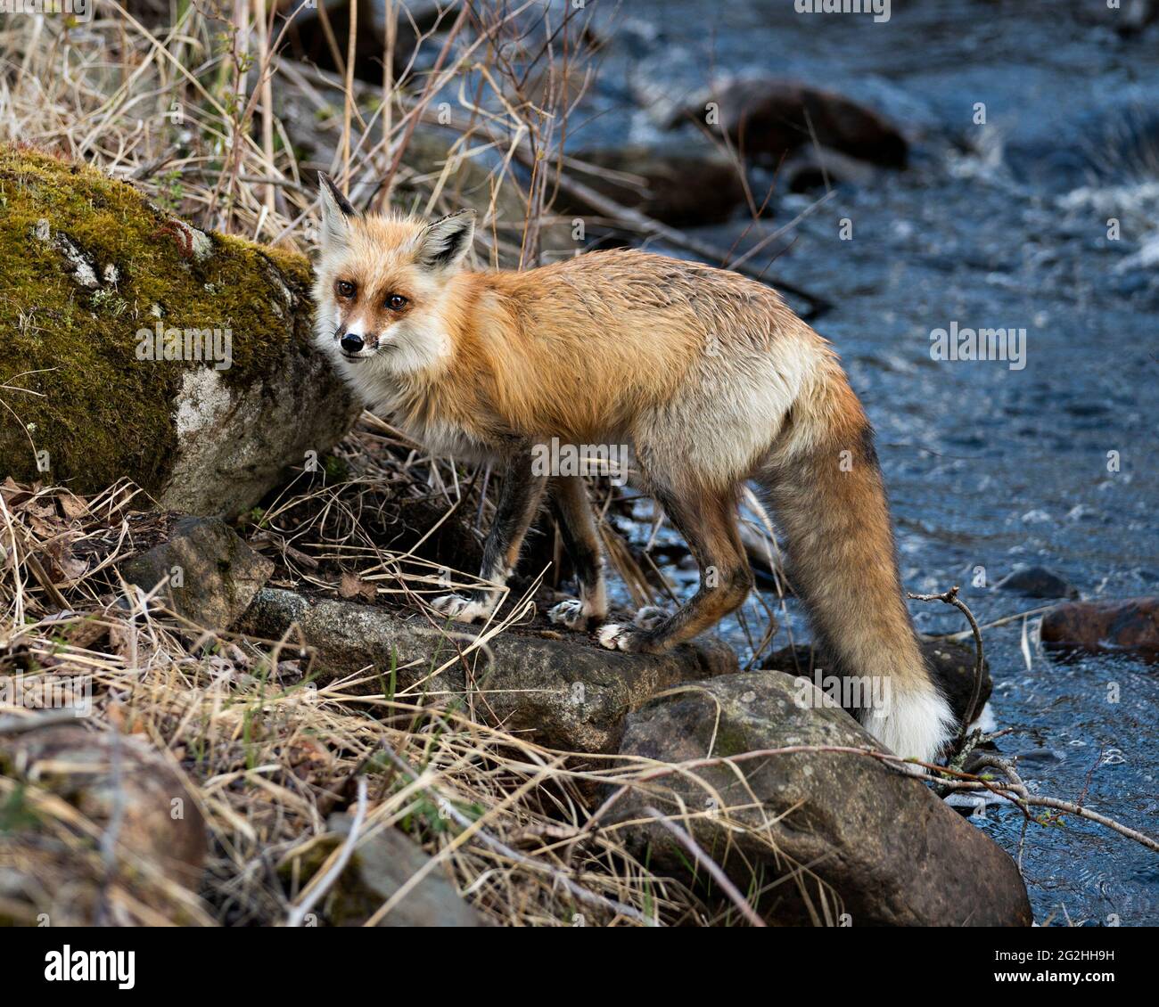 Rotfuchs Nahaufnahme Profil Seitenansicht am Fluss mit verschwommenem Wasserhintergrund und seitlichem Moos Felsen seine Umgebung und Lebensraum. Fox-Bild. Bild. Stockfoto