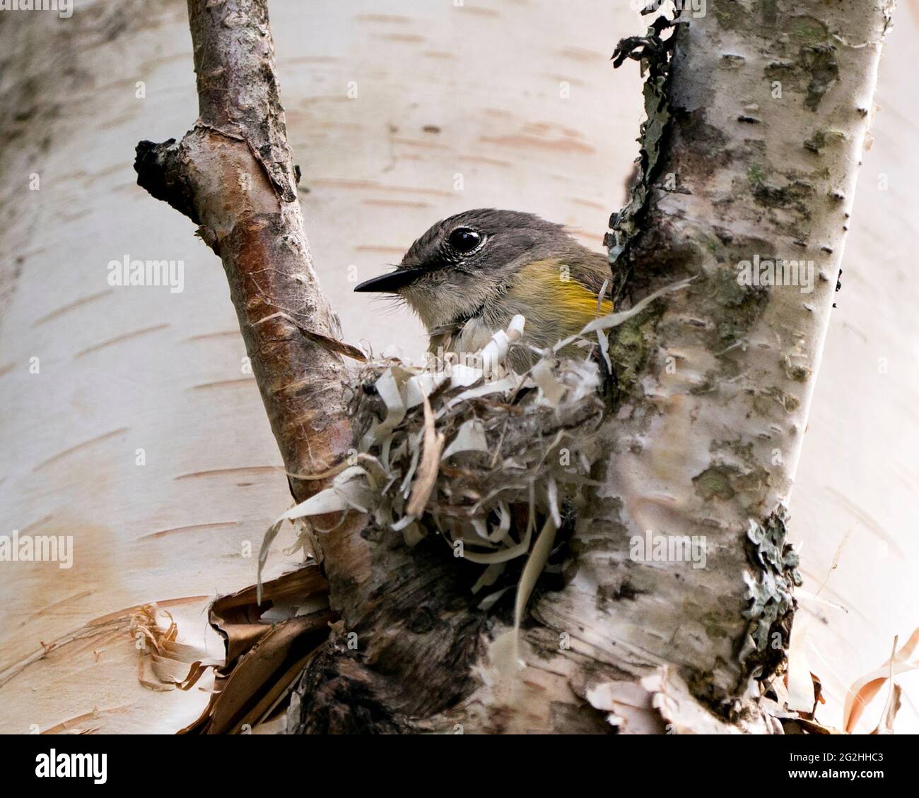 Waldsänger, der in seiner Umgebung und seinem Lebensraum ein Nest auf einem Birkenstamm baut, zeigt Schnabel, Kopf, Auge und gelbes und graues Gefieder. Foto Des Waldsängers. Stockfoto