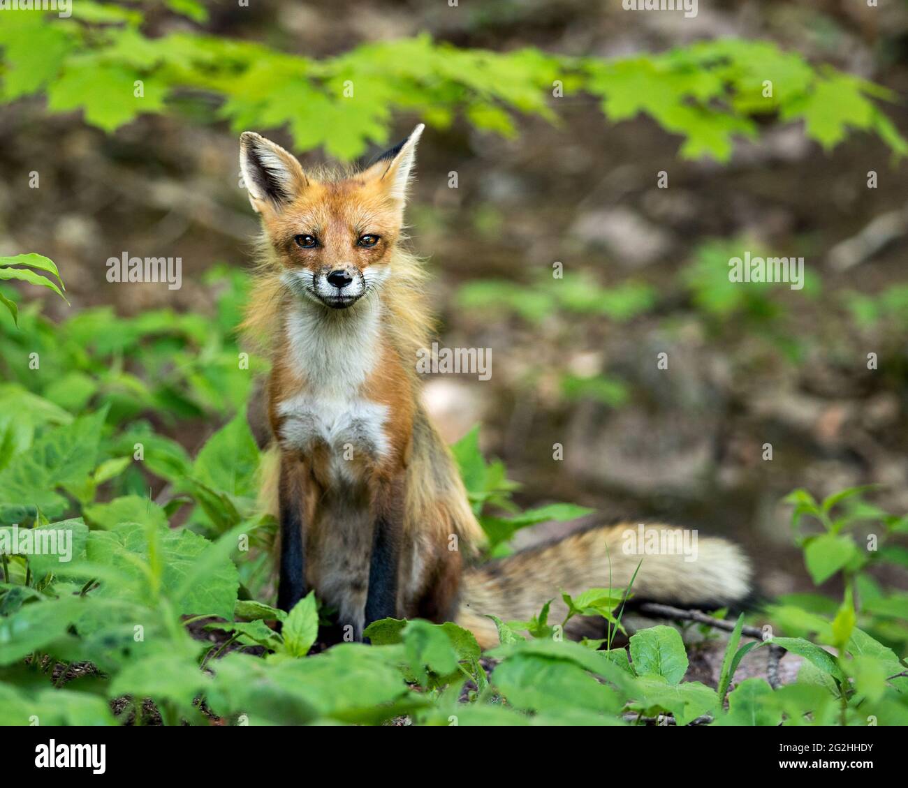 Rotfuchs Nahaufnahme Profilansicht sitzend und schauend auf die Kamera mit Laubhintergrund und Vordergrund in ihrer Umgebung und ihrem Lebensraum. Bild. Foto. Stockfoto