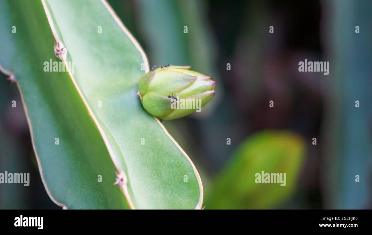 Nahaufnahme von Blumen, die am Morgen blühen Stockfoto