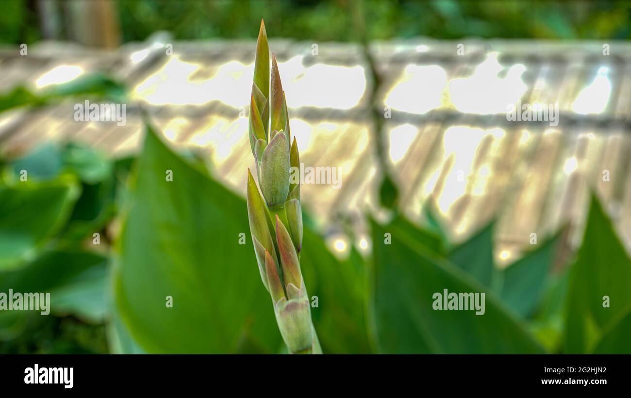 Nahaufnahme von Blumen, die am Morgen blühen Stockfoto