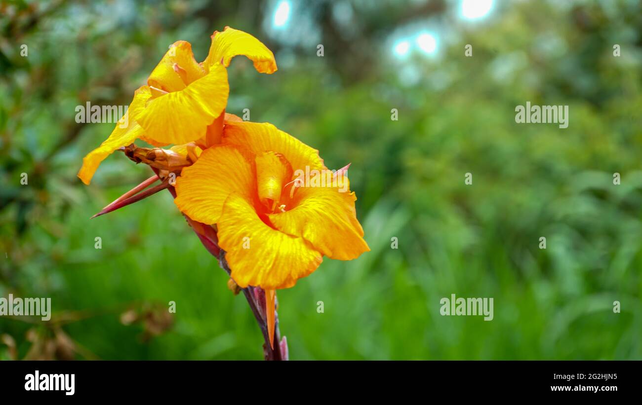 Nahaufnahme von Blumen, die am Morgen blühen Stockfoto