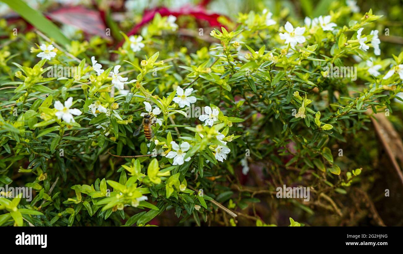 Nahaufnahme von Blumen, die am Morgen blühen Stockfoto