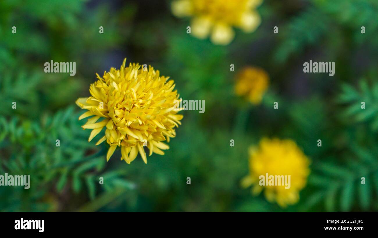 Nahaufnahme von Blumen, die am Morgen blühen Stockfoto