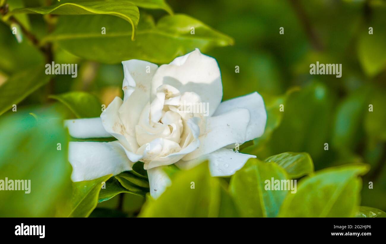 Nahaufnahme von Blumen, die am Morgen blühen Stockfoto