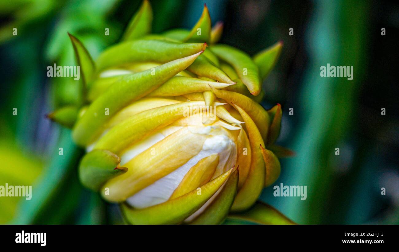 Nahaufnahme von Blumen, die am Morgen blühen Stockfoto