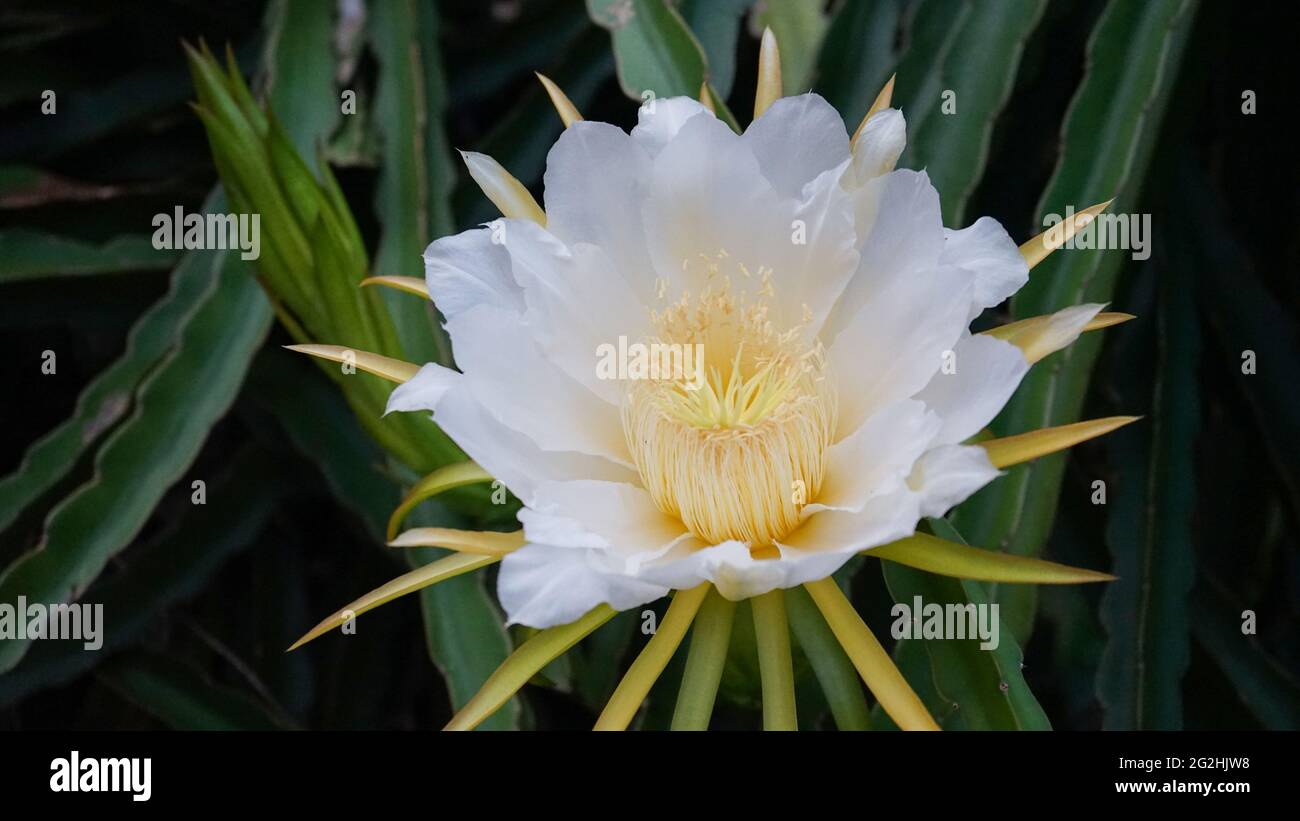 Nahaufnahme von Blumen, die am Morgen blühen Stockfoto