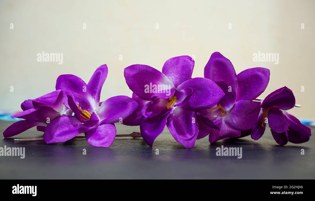 Nahaufnahme von Blumen, die am Morgen blühen Stockfoto