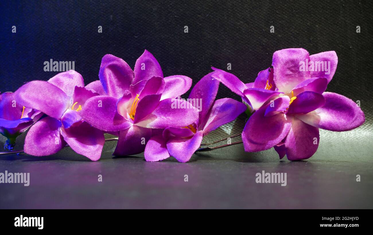 Nahaufnahme von Blumen, die am Morgen blühen Stockfoto