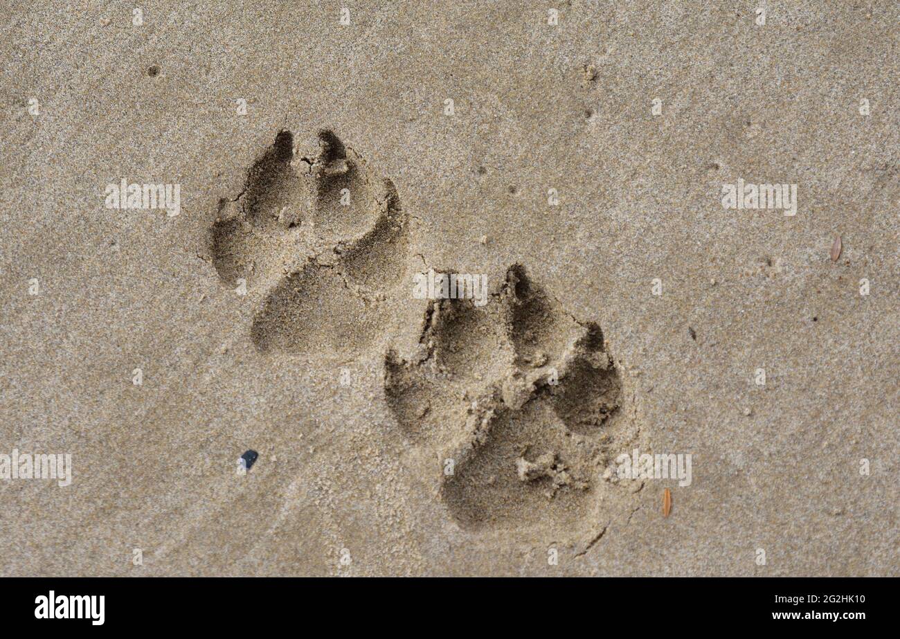 Hundepfoten drucken auf nassem Sand am Strand Stockfoto