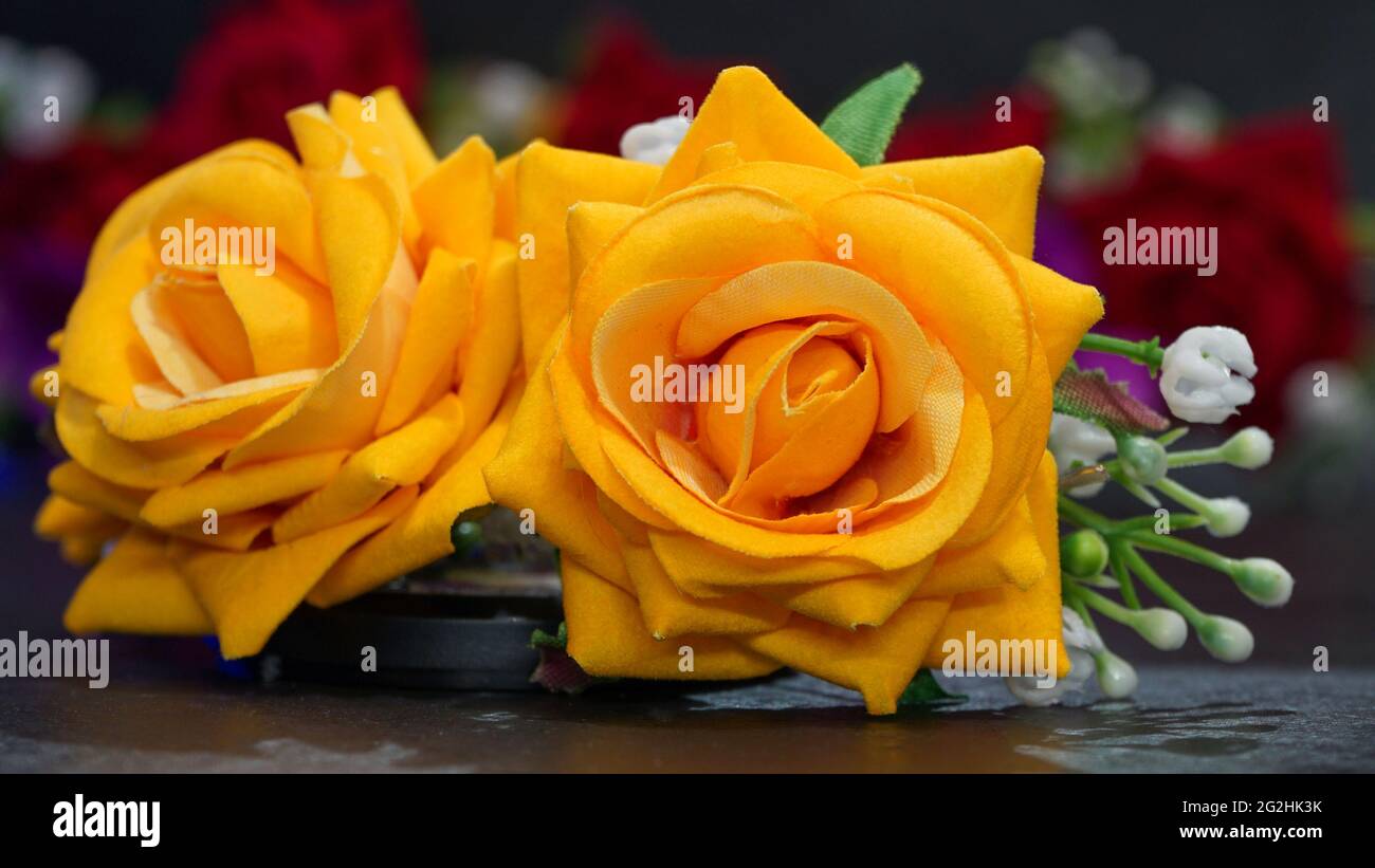 Nahaufnahme von Blumen, die am Morgen blühen Stockfoto