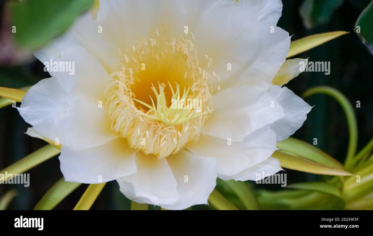 Nahaufnahme von Blumen, die am Morgen blühen Stockfoto