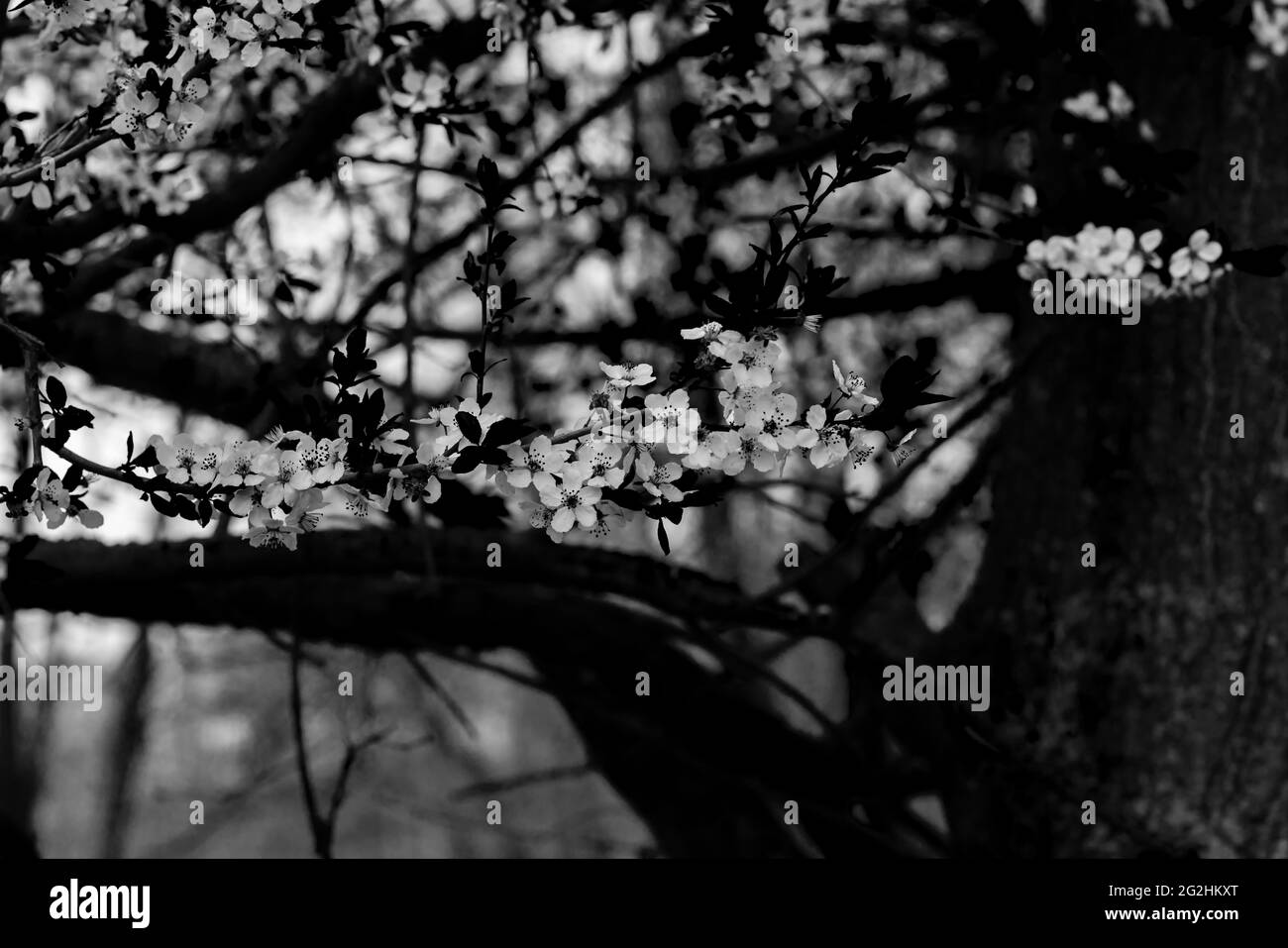 Pflaumenbaum blüht im Frühling gegen den blauen Himmel, blüht im Frühling auf einem Pflaumenbaum, selektive Schärfe, schönes Bokeh, schwarz und weiß Stockfoto