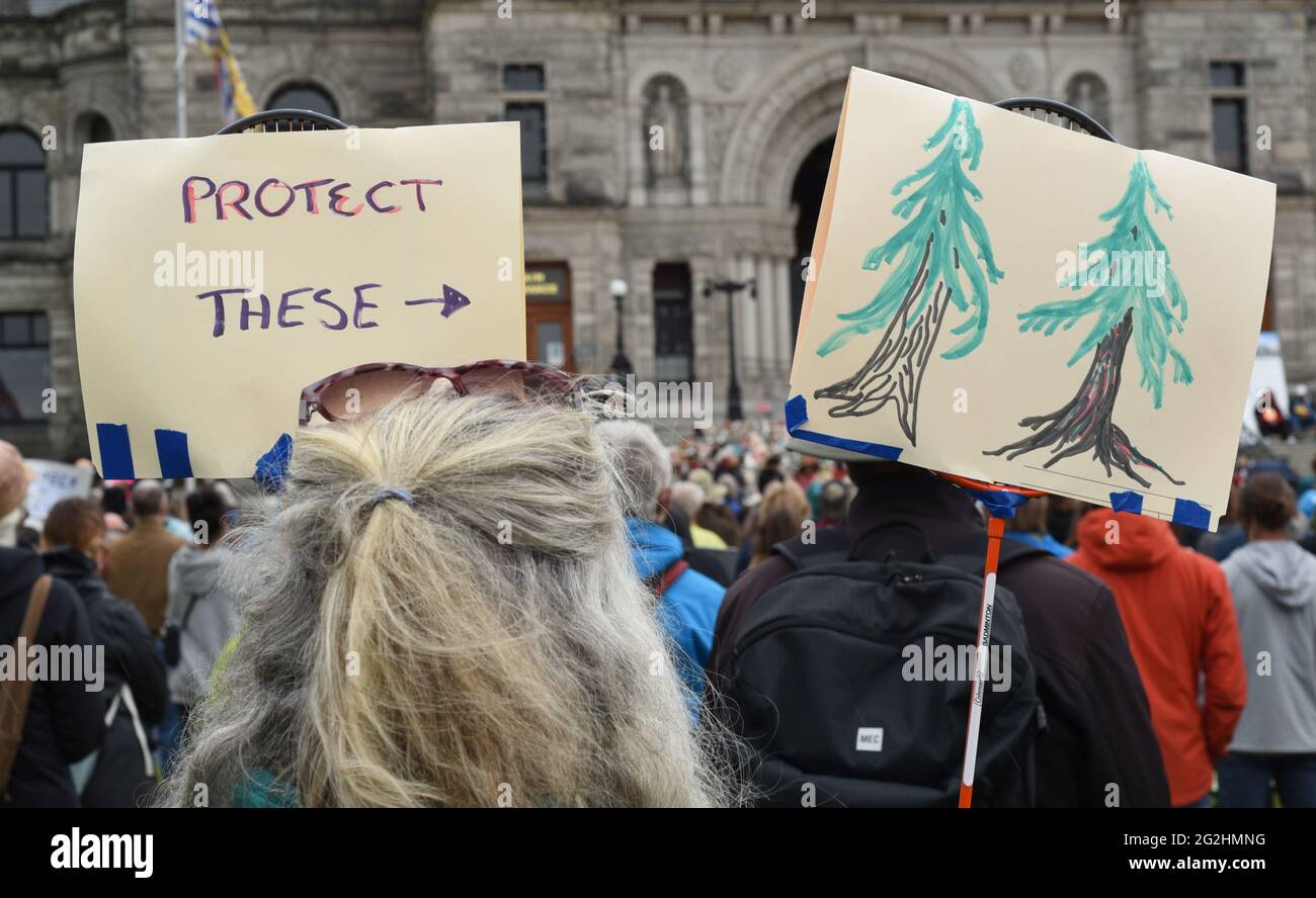 Victoria, British Columbia, Kanada, 11. Juni 2021 - Demonstranten halten auf dem Rasen der British Columbia Legislature Zeichen, um gegen die Abholzung alter Wachstumswälder in der Provinz zu protestieren. Don Denton/Alamy Live News Stockfoto