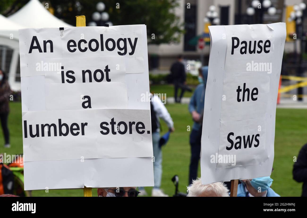 Victoria, British Columbia, Kanada, 11. Juni 2021 - Demonstranten halten auf dem Rasen der British Columbia Legislature Zeichen, um gegen die Abholzung alter Wachstumswälder in der Provinz zu protestieren. Don Denton/Alamy Live News Stockfoto