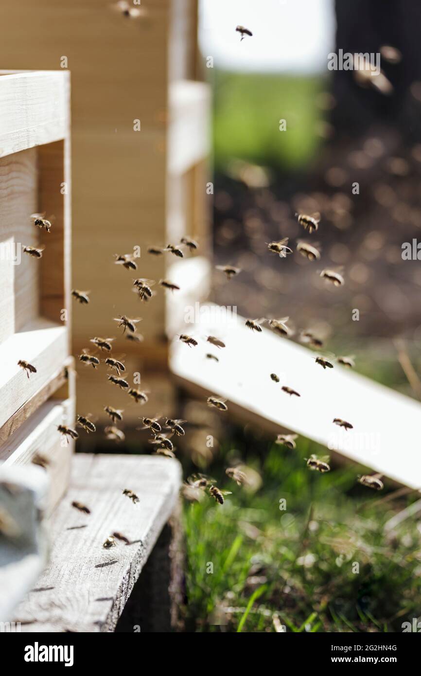 Bienen von einem Bio-Imker fliegen in ihren Bienenstock Stockfoto