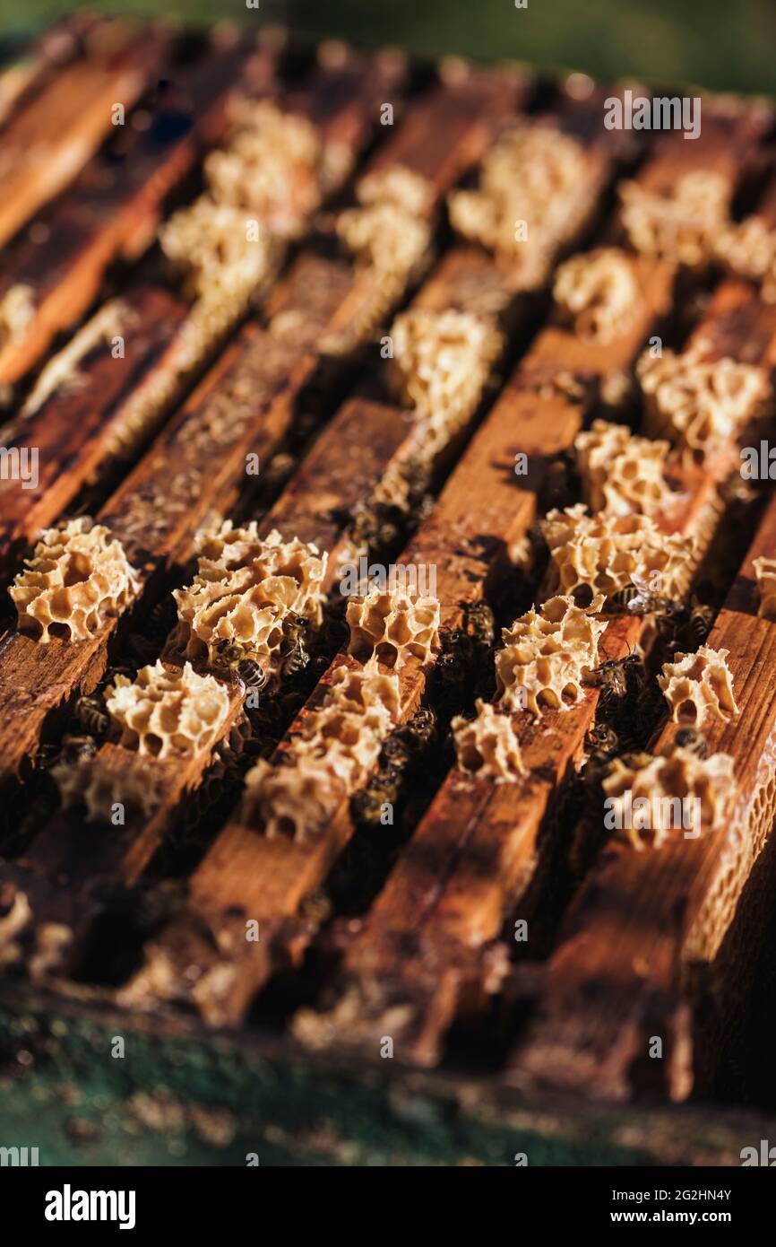 Bio-Imker, der Bienenstöcke wechselt Stockfoto