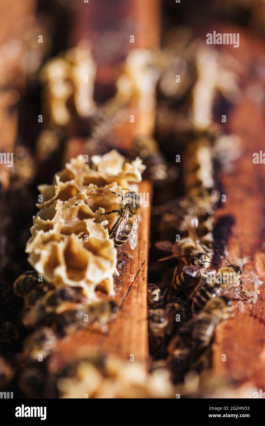 Bio-Imker, der Bienenstöcke wechselt Stockfoto