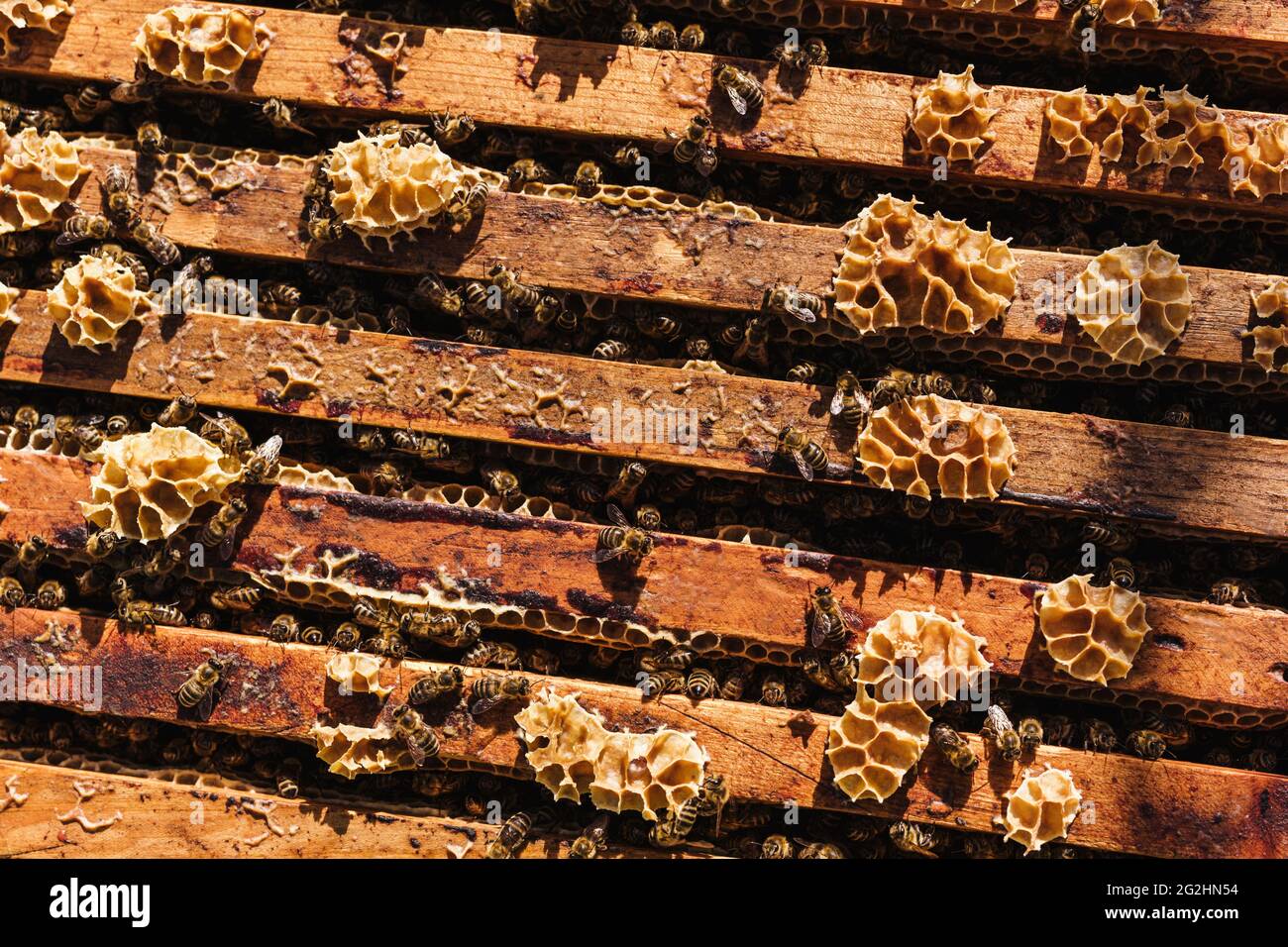 Bio-Imker, der Bienenstöcke wechselt Stockfoto