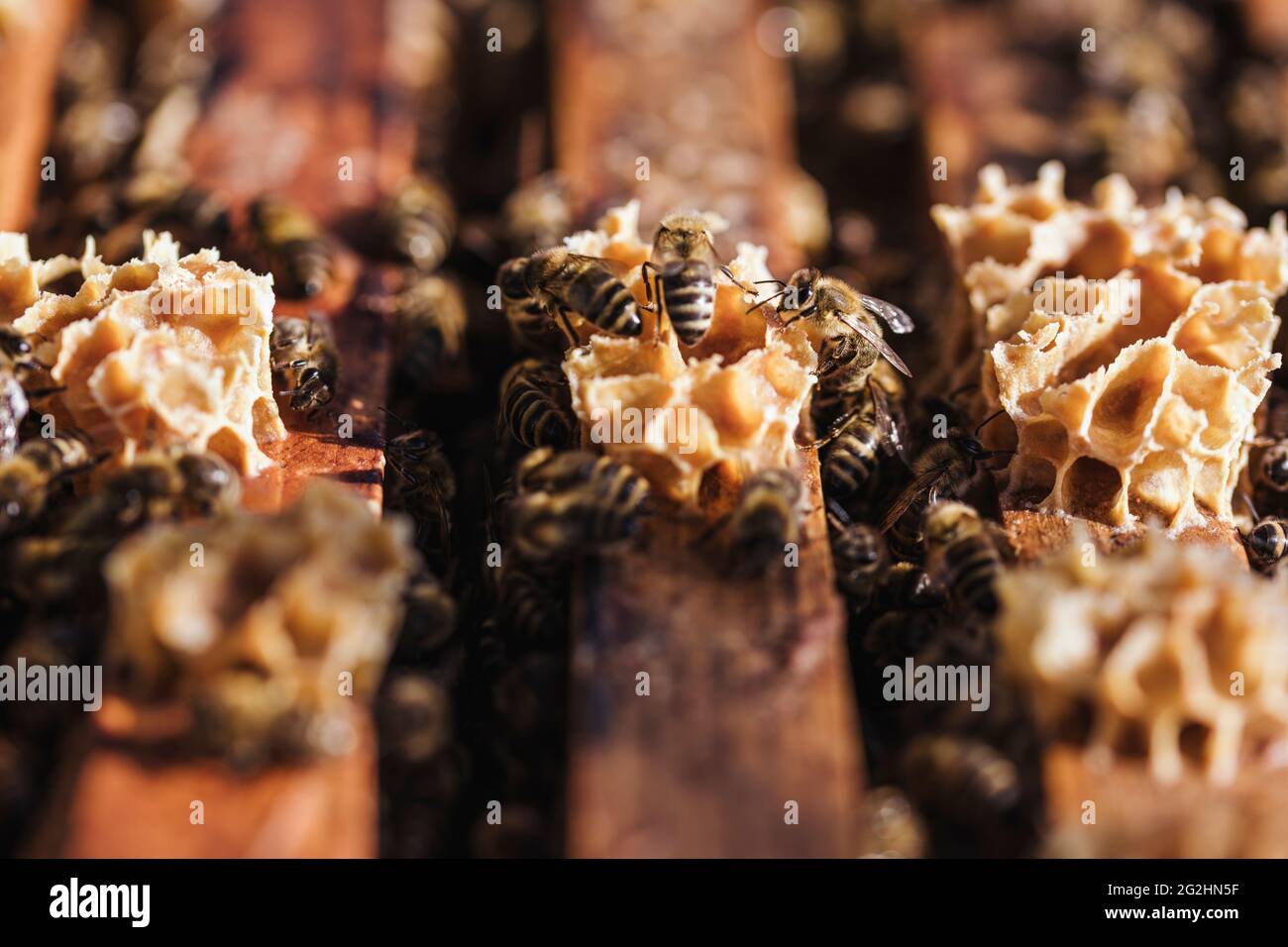 Bio-Imker, der Bienenstöcke wechselt Stockfoto