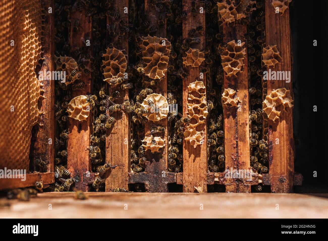 Bio-Imker, der Bienenstöcke wechselt Stockfoto