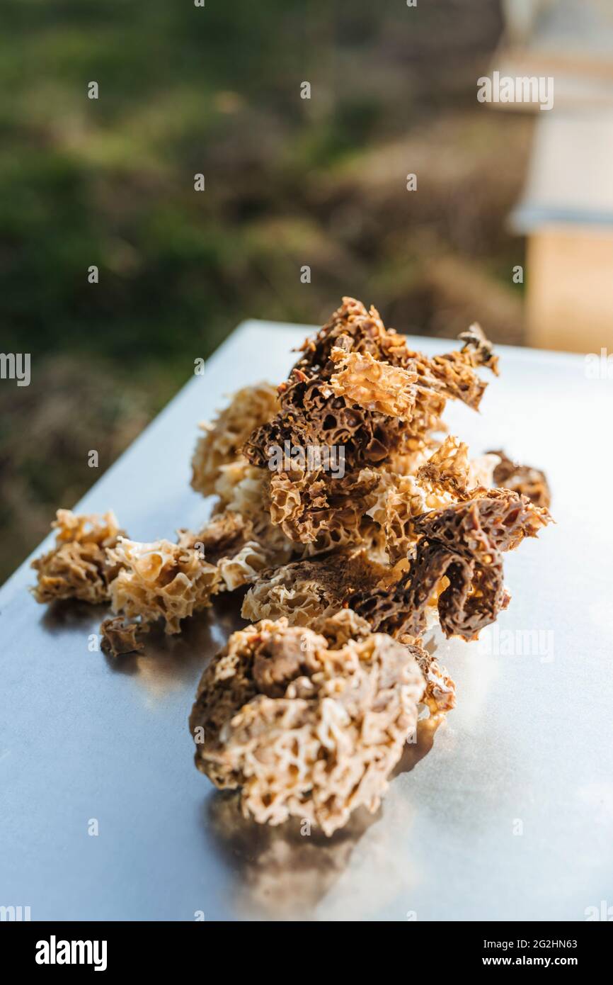 Bio-Imker, der Bienenstöcke wechselt Stockfoto