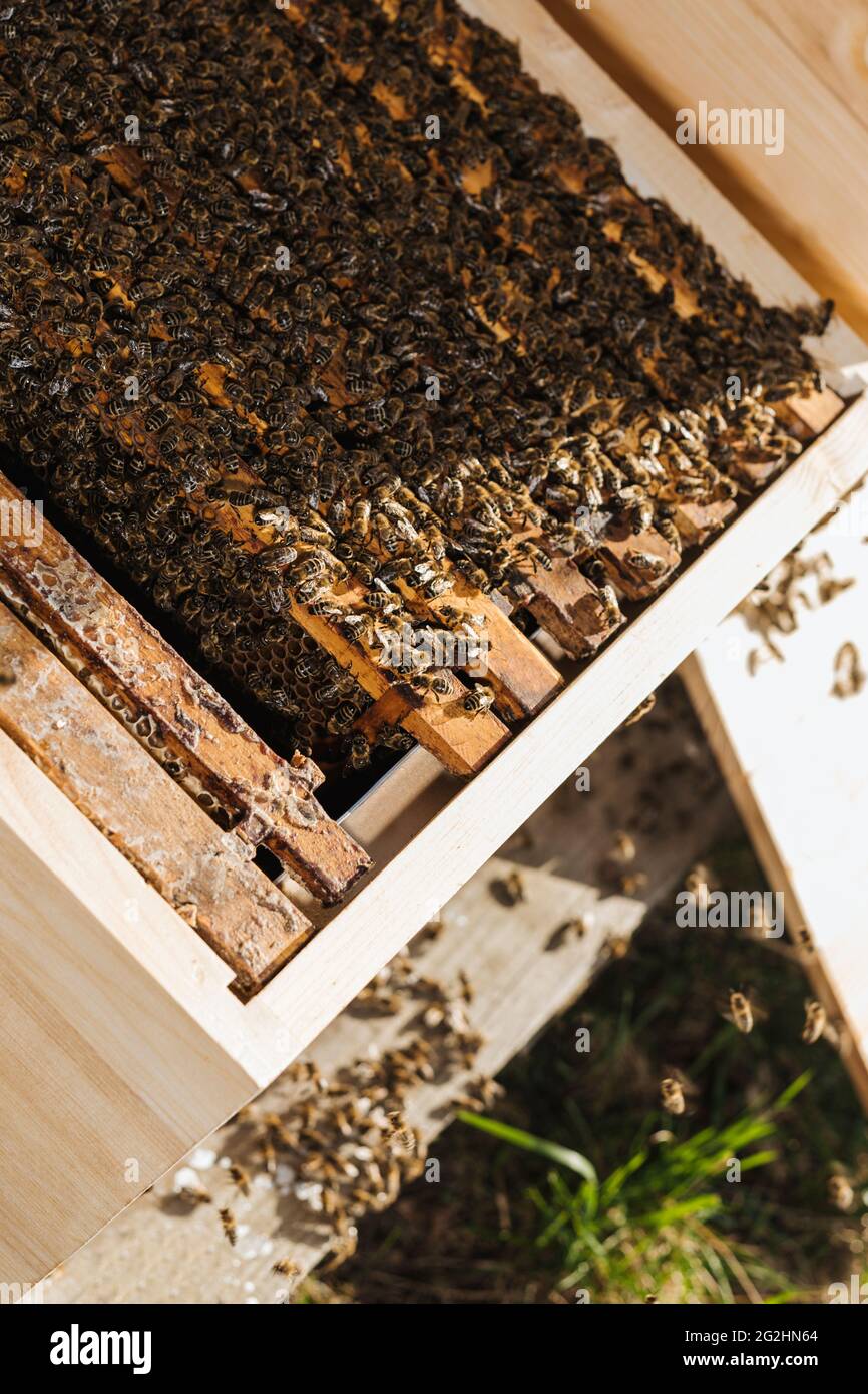 Bio-Imker, der Bienenstöcke wechselt Stockfoto