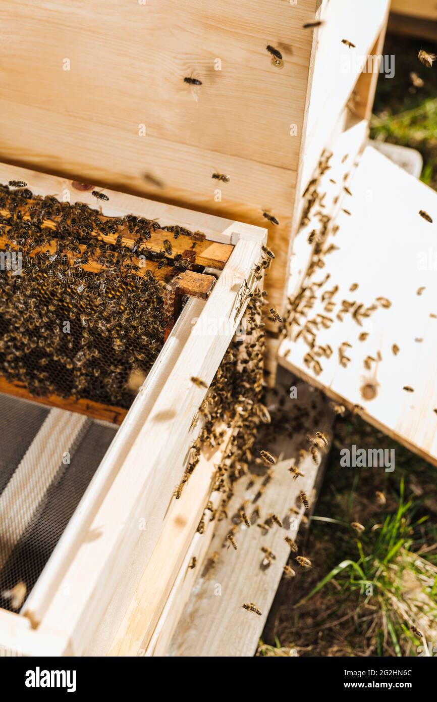 Bio-Imker, der Bienenstöcke wechselt Stockfoto