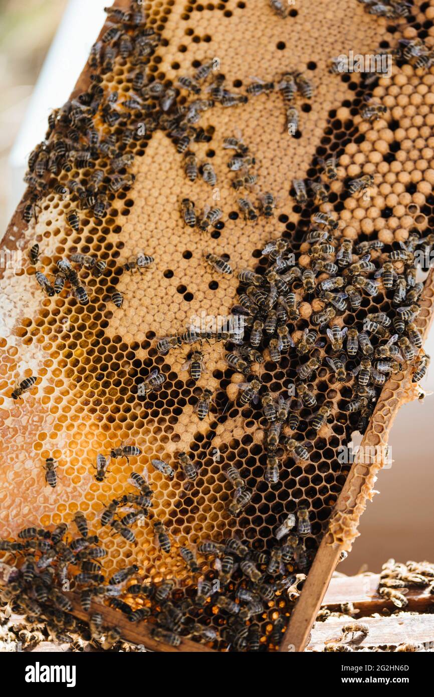 Bio-Imker, der Bienenstöcke wechselt Stockfoto