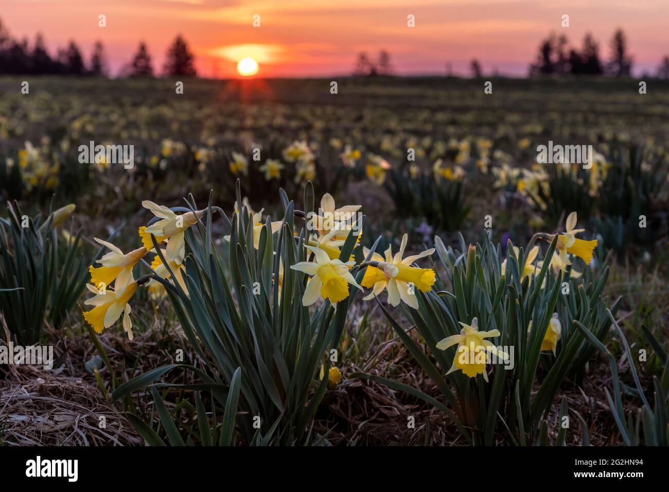 Jedes Jahr im Frühjahr werden die Wiesen im Schweizer Jura gelb, wenn Hunderttausende Narzissen blühen. Stockfoto