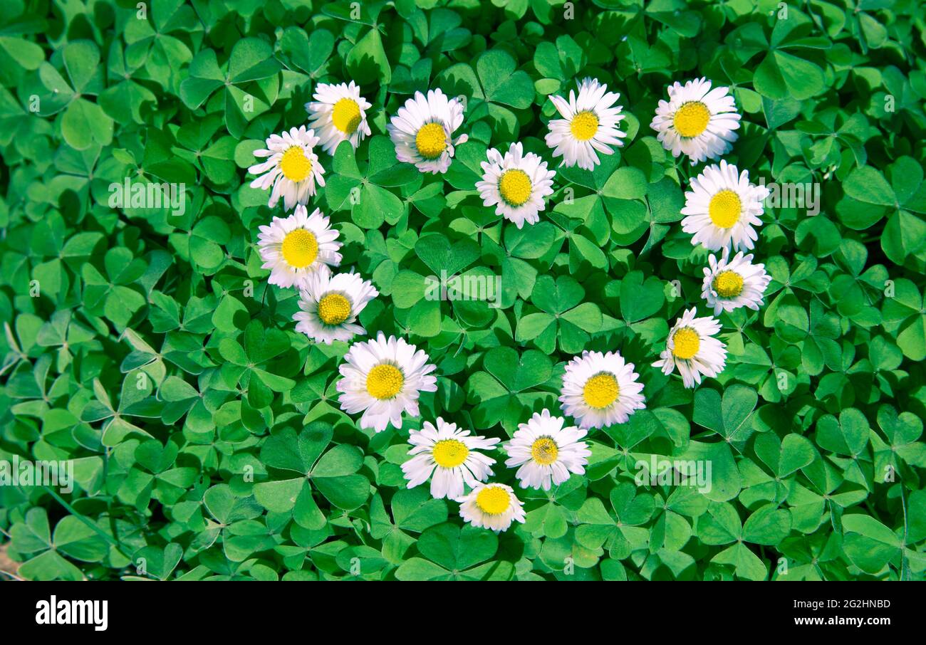 Herz aus Gänseblümchen in grünem Kleeblatt Stockfoto