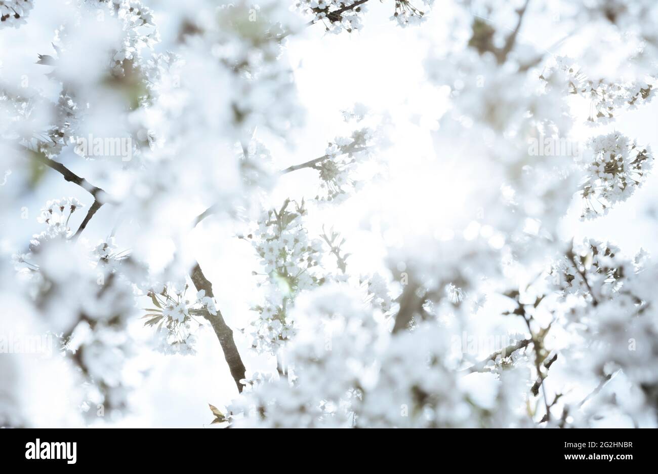 Kirschblüten in voller Blüte Stockfoto