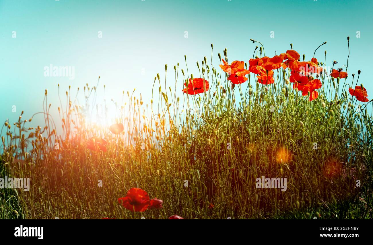 Rote Mohnblumen vor blauem Himmel bei Sonnenaufgang Stockfoto