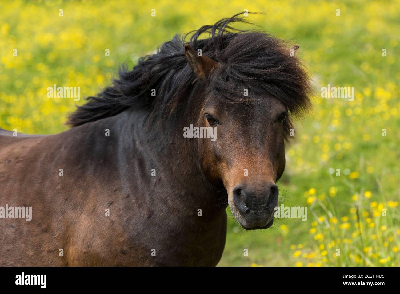 Shetland-Pony, Wiese mit blühendem Butterblume, Isle of Unst, Schottland, Shetland-Inseln Stockfoto