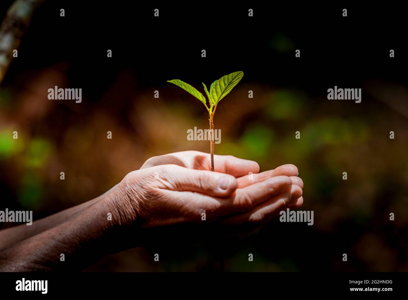 Junge Pflanze schützend in den Händen gehalten Stockfoto