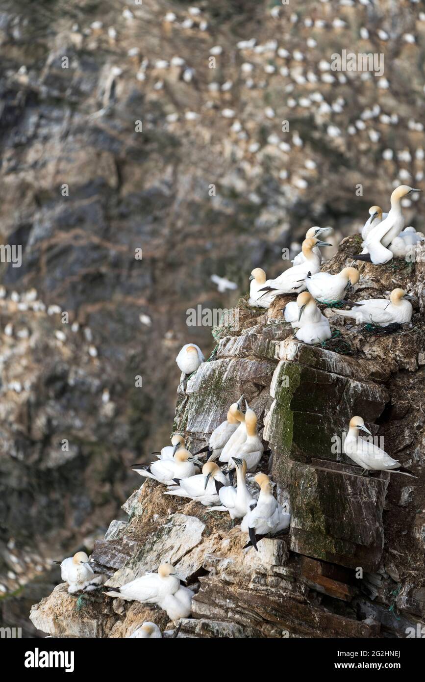 Nördliche Gannet-Kolonie auf den Klippen des Hermaness Nature Reserve, Isle of Unst, Schottland, Shetland-Inseln Stockfoto