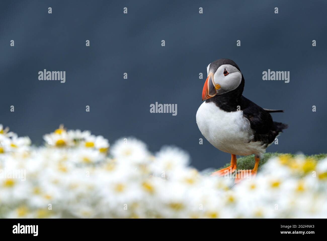 Puffin in Kamillenblüten, Sumburgh Head, Schottland, Shetland Islands Stockfoto