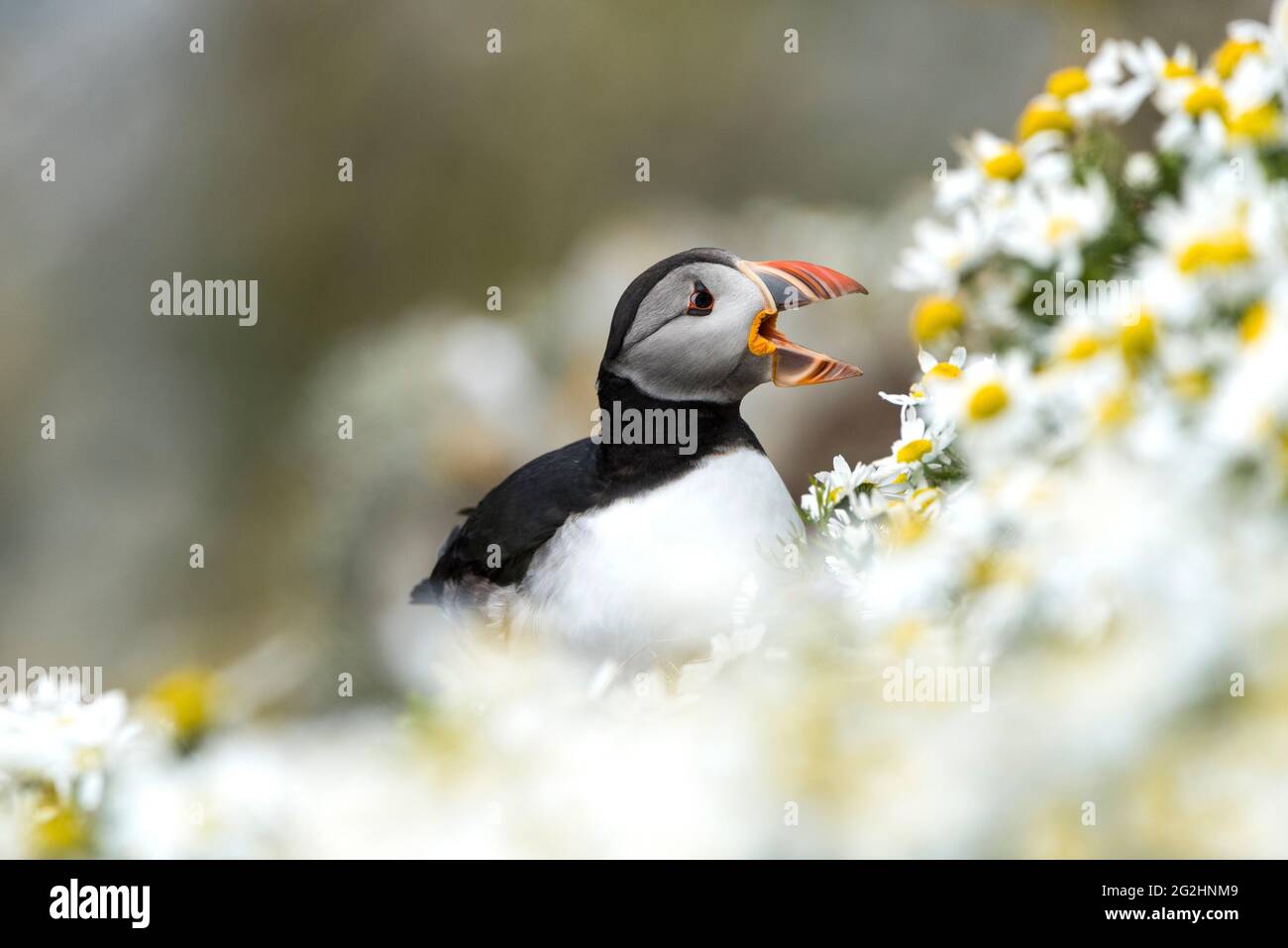 Puffin in Kamillenblüten, Sumburgh Head, Schottland, Shetland Islands Stockfoto