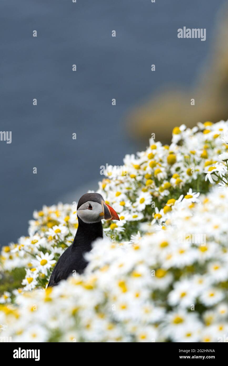 Puffin in Kamillenblüten, Sumburgh Head, Schottland, Shetland Islands Stockfoto