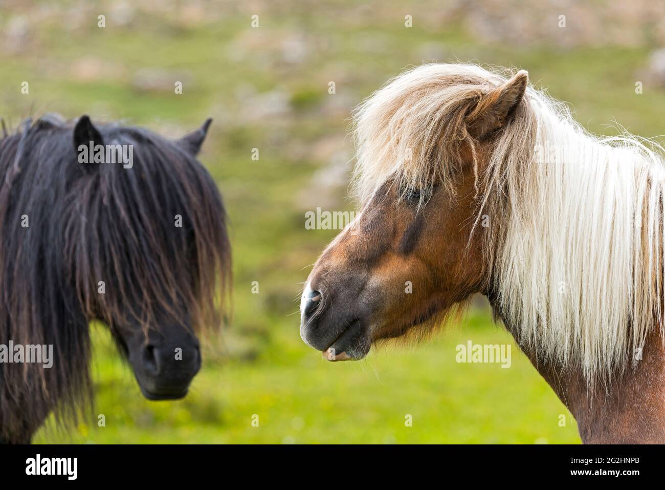 Shetland-Ponys, Isle of Unst, Schottland, Shetland-Inseln Stockfoto