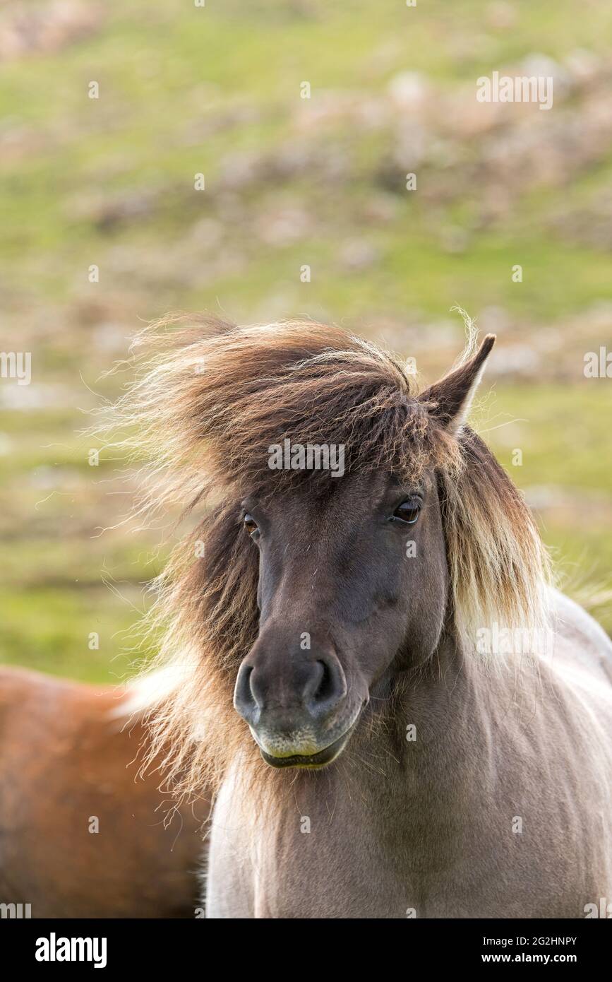 Shetland Pony, Isle of Unst, Schottland, Shetland Islands Stockfoto