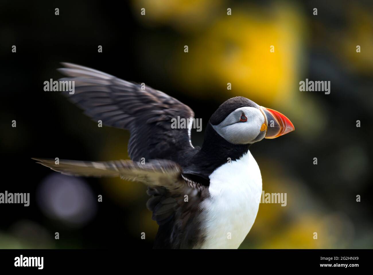 Atlantic Puffin, Isle of Noss, Schottland, Shetland Islands Stockfoto