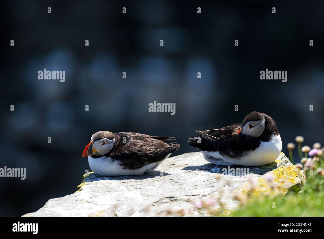 Puffin auf den Klippen der Isle of Noss, Schottland, Shetland Islands Stockfoto